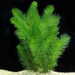 Planta de aquario Foxtail