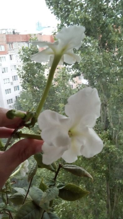 Брунфельсия Леди ночь Лактея