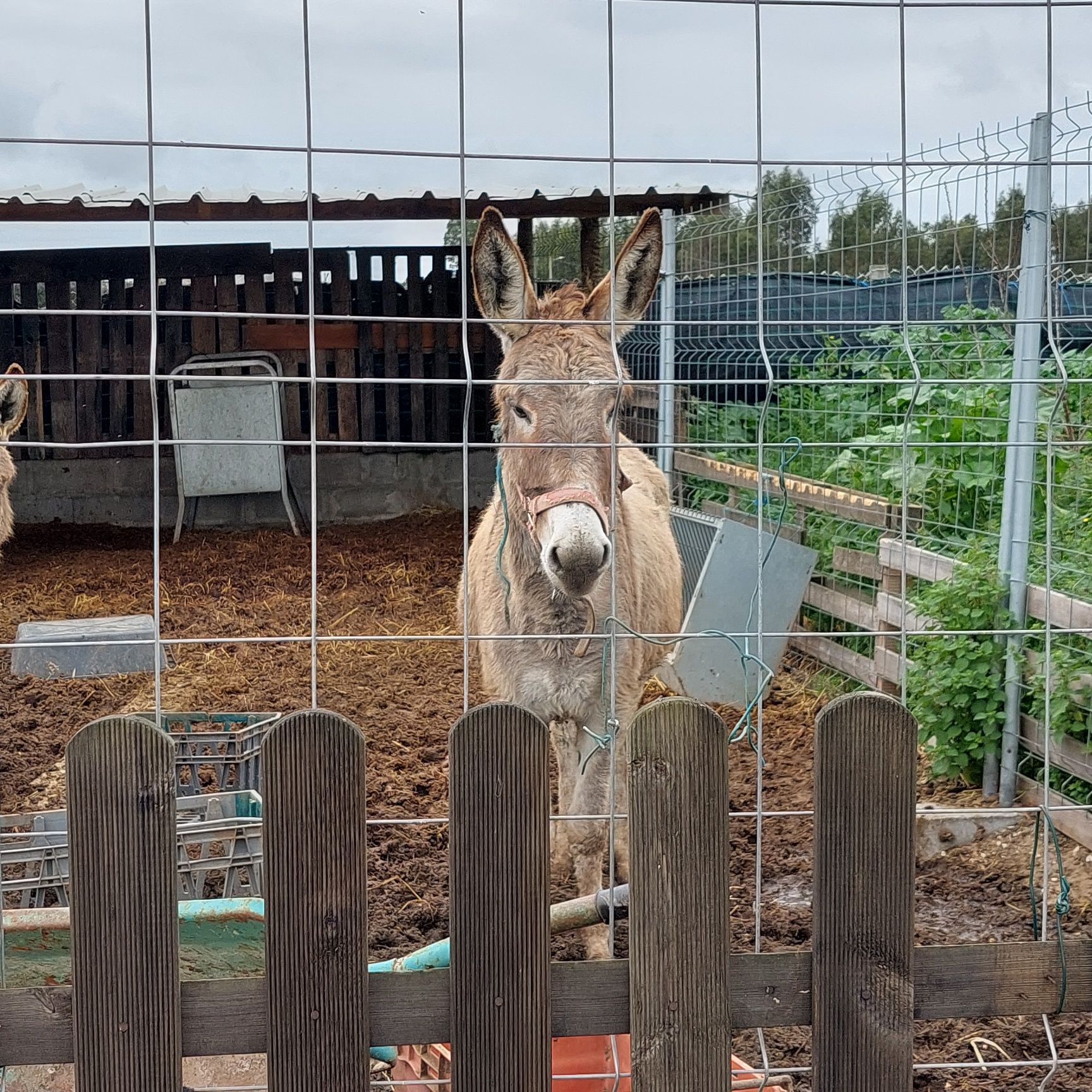 Vendo Pónei ou Burro Macho ou Fêmea