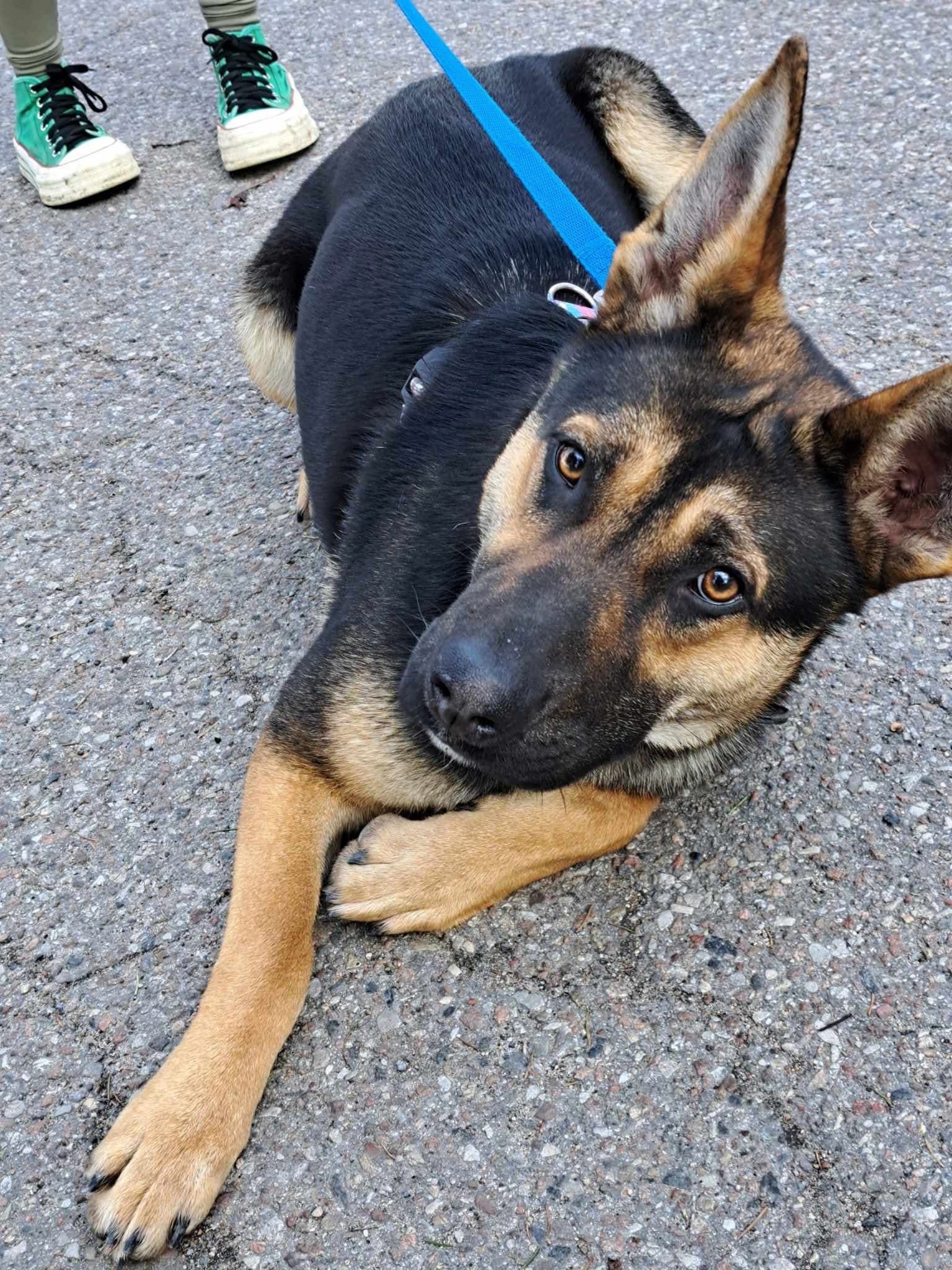 Geisza do adopcji!