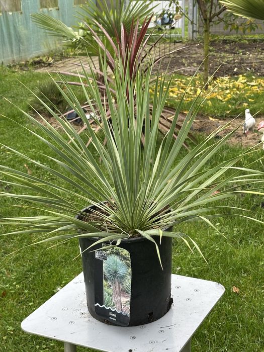 Juka Rostrata - egzotyczna roślina mrozoodporna