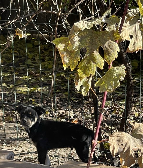 Oddam szczeniaki w dobre ręce