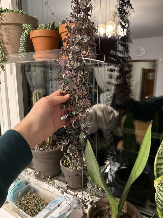 Squamiferum ceropegia splash splendid melano dla Pani Kingi