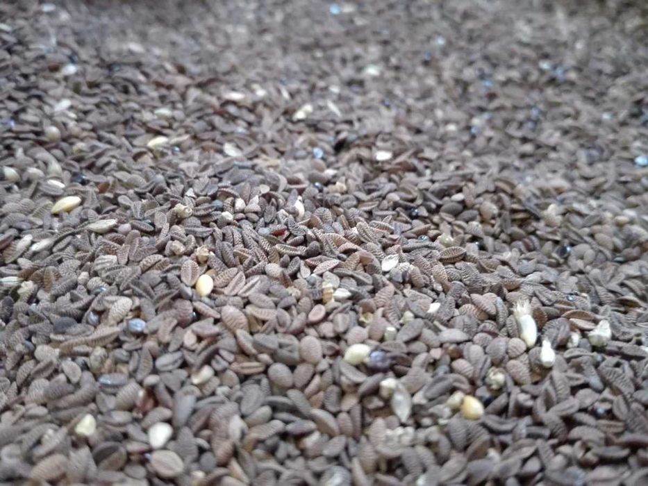 Facelia Błękitna możliwa wysyłka