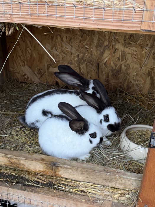 Sprzedam króliki rasy Olbrzym Srokacz Czarny oraz Niebieski