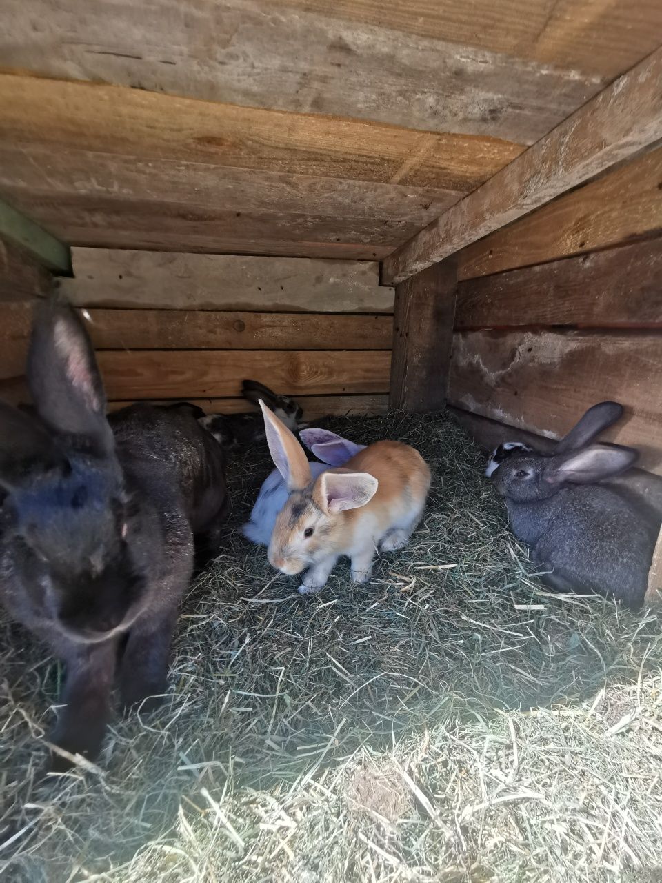 Króliki mięsne po belgu