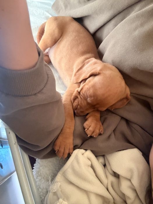 Цуцинята породи Угорська Віжла