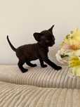 Kot Devon Rex z rodowodem WCF