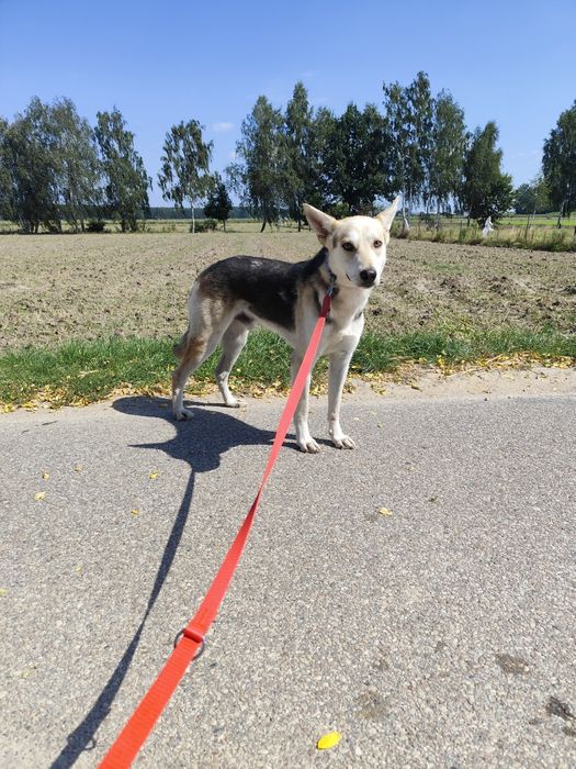 Cudowny Jolo szuka domu!