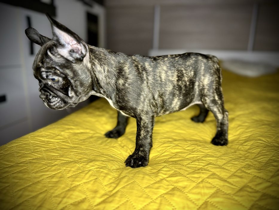 Buldog Francuski