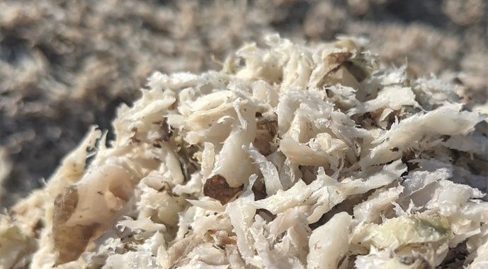 Продам/привезу жом