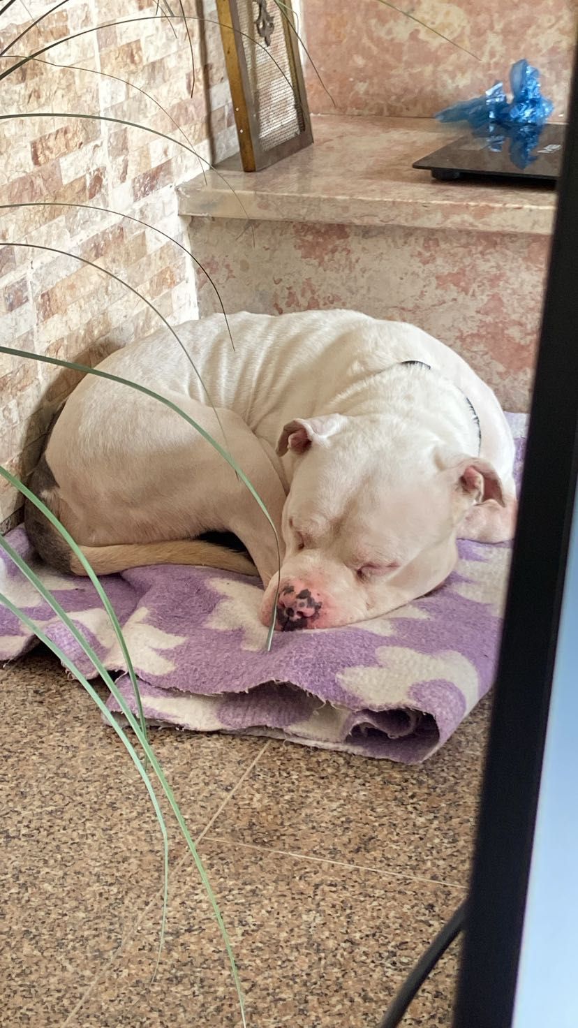American Bully para adoção