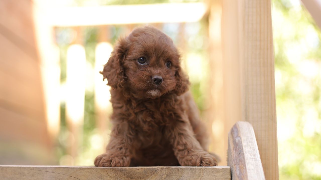 Cavapoo śliczna suczka