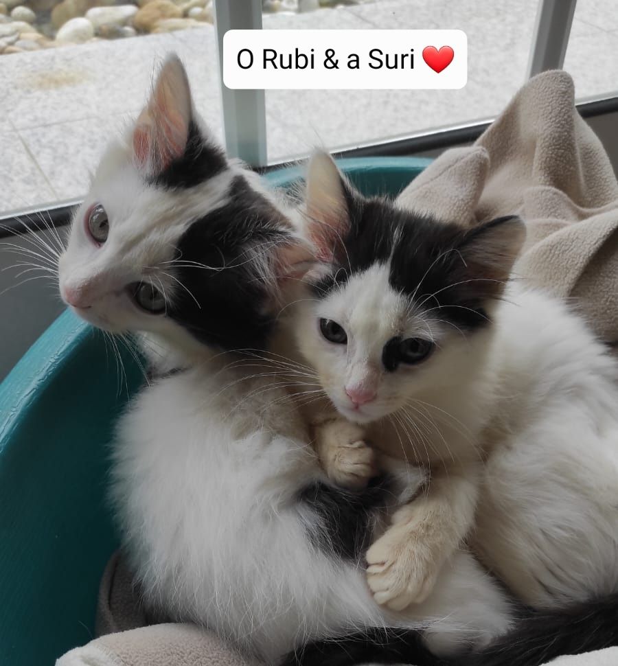 O Rubi & a Suri Procuram Papás