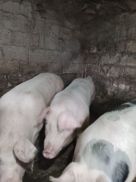 Продаются свині живою вагою 150-170 кг