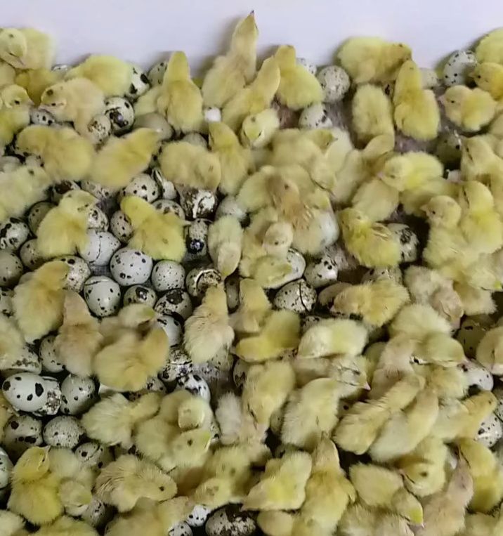 Перепілки Несушки