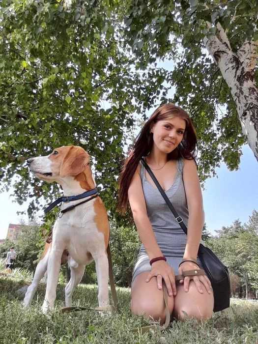 Метиз - бігль шукає пару