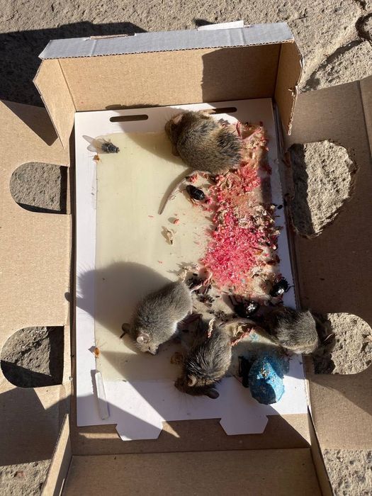 Уничтожение крыс Харьков , мышей , клопов , тараканов С Гарантией