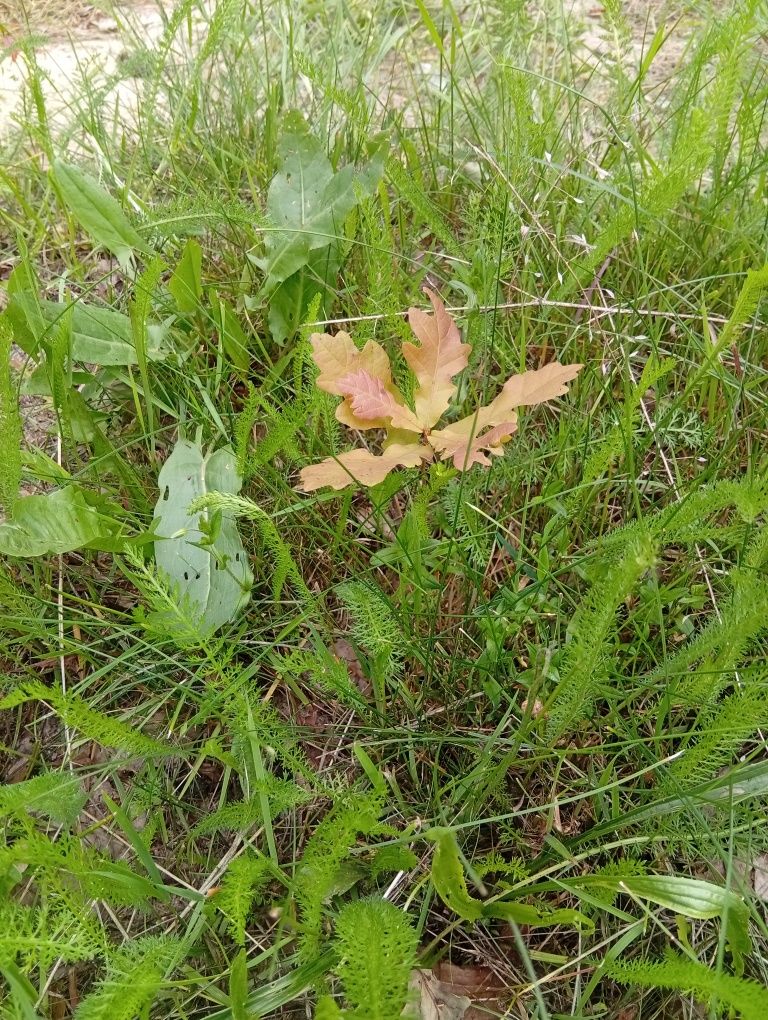 Młode sadzonki dębu pospolitego