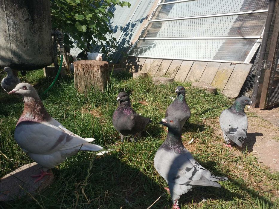 Gołębie Texanery i Giant Homry.