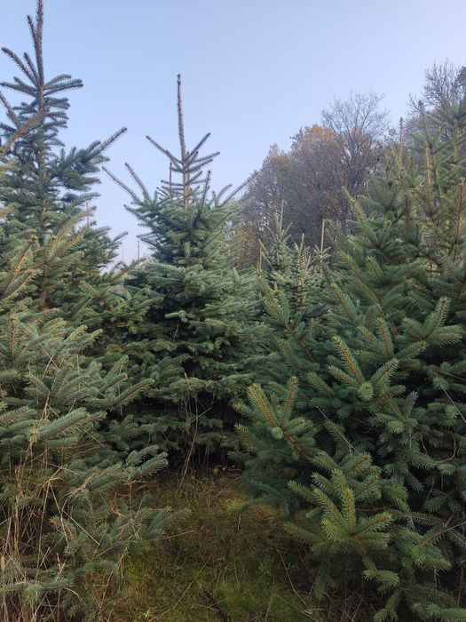 Choiniki żywe  z własnej plantacji