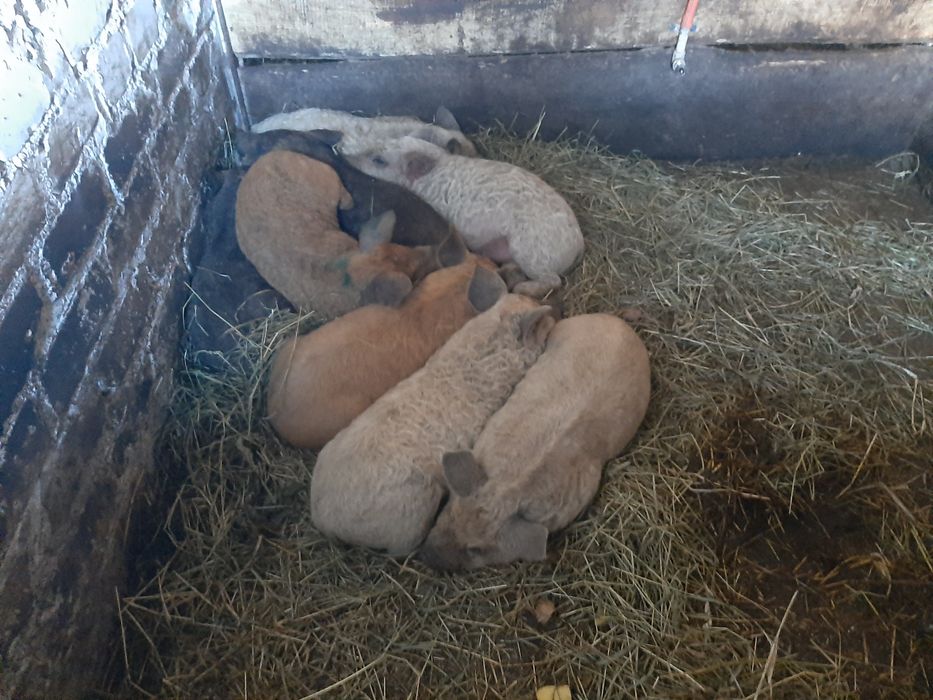 Поросята Венгерської Мангалиці