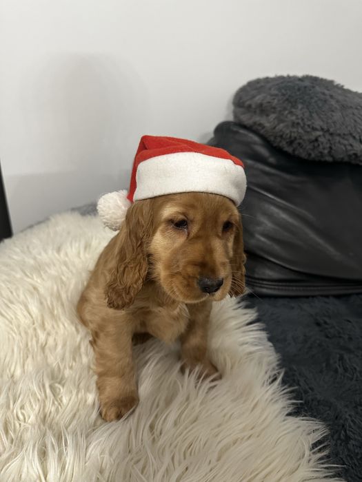 Cocker spaniel angielski dziewczynka