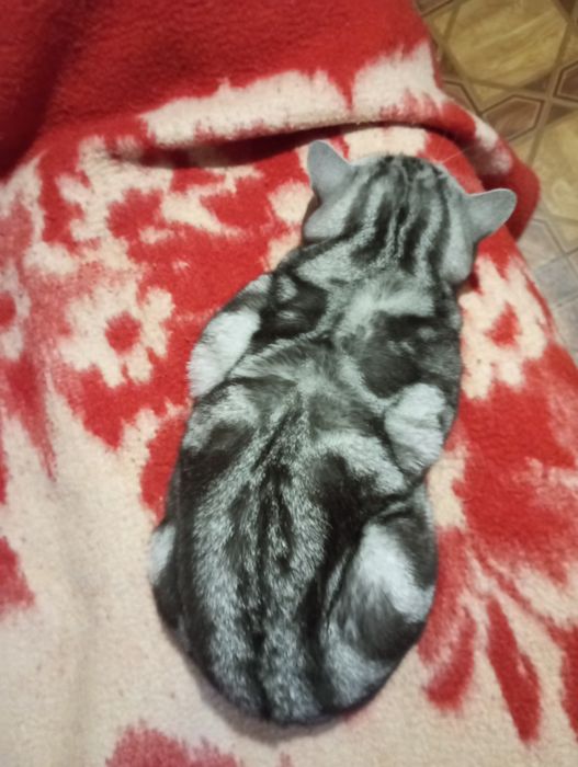 Вязка шотландський кот