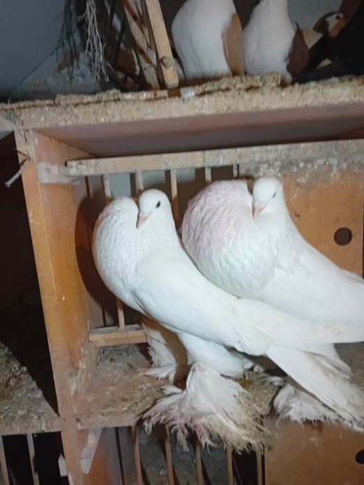 Gołebie garlacze pomorskie