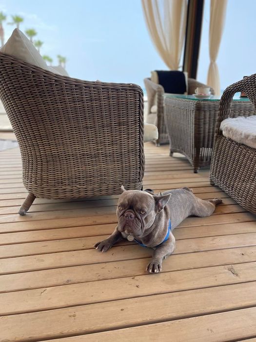 Вязка французский бульдог