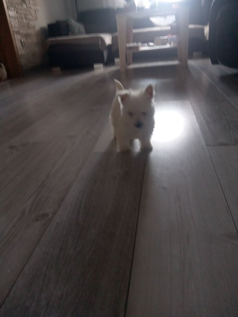 SUCZKA- West Highland Wbite Terrier