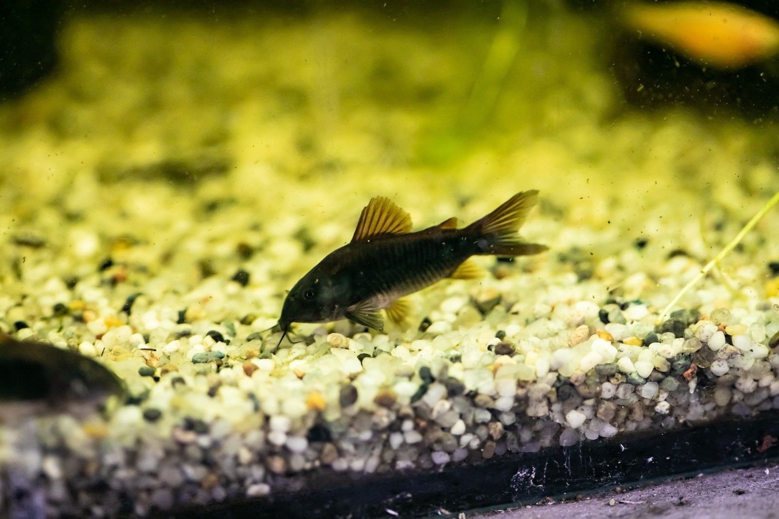 Młode kirysy pstre czarne albinosy i sterby