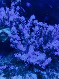 coral mole  agua salgada