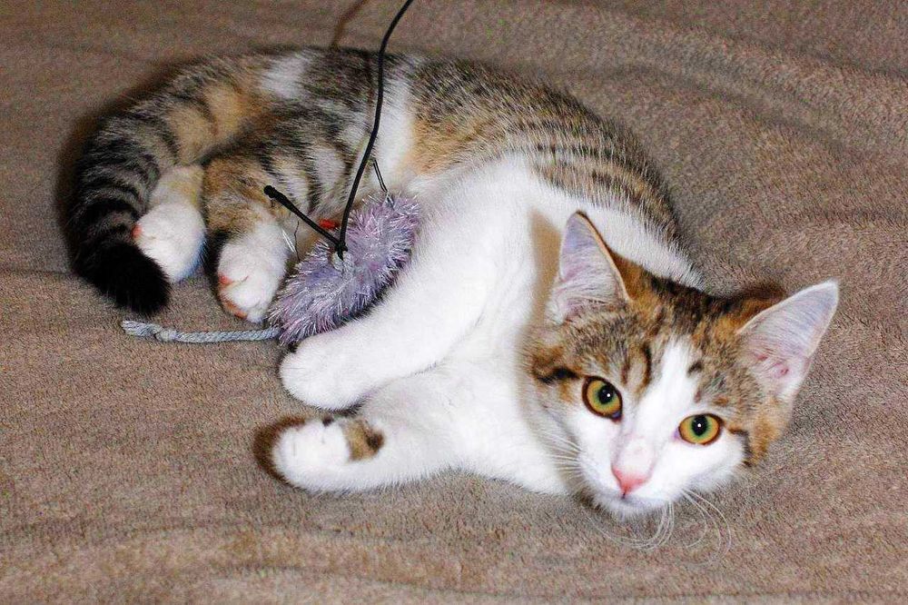 Крошечное сердце ищет дом! Котенок Лямура 3  мес