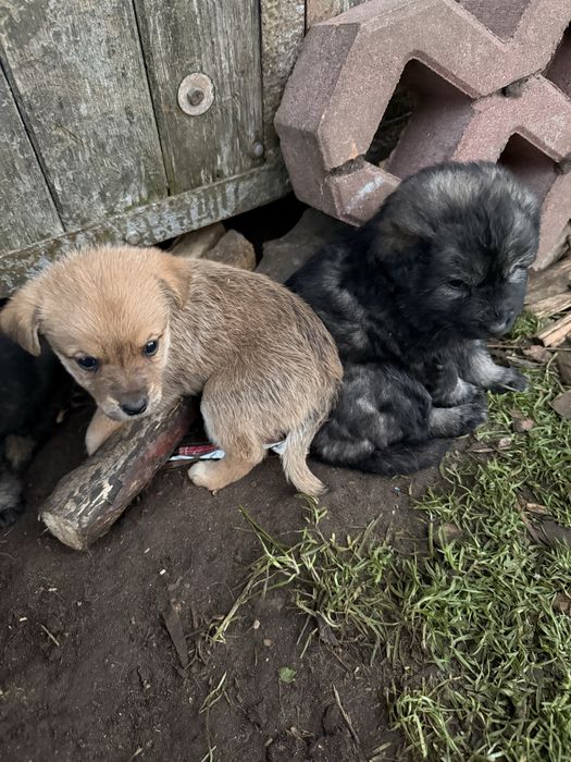Kundelki szczeniaki szukają domku