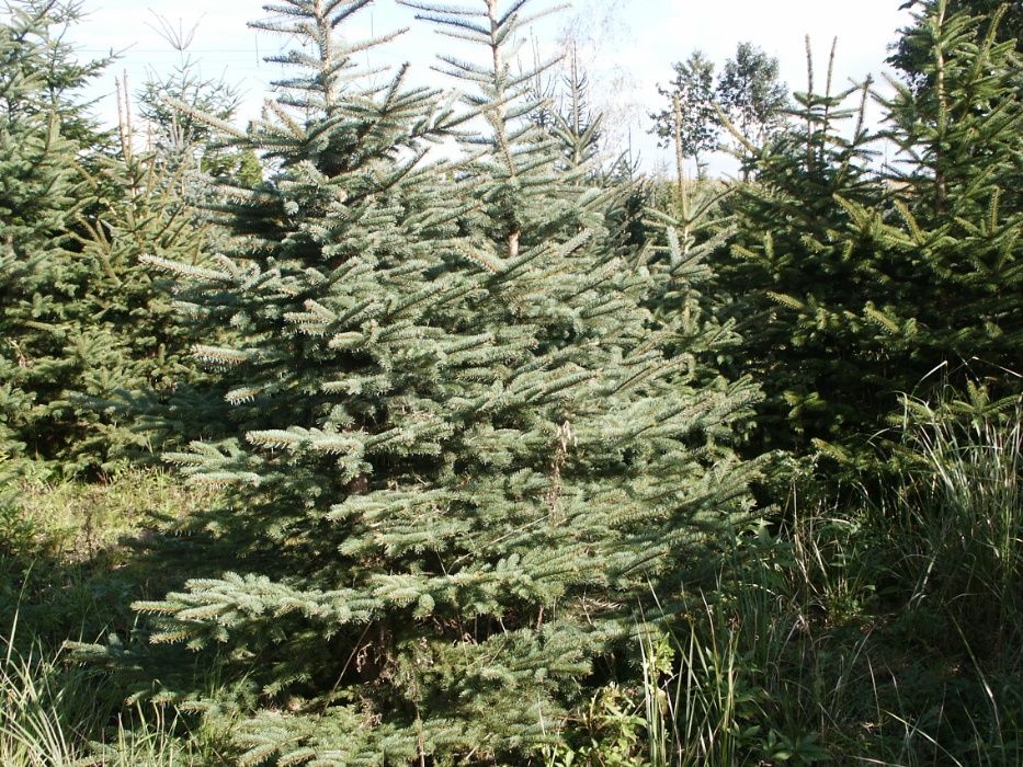 Choinki Drzewka Szkółka Iglaste Świerk Srebrny Pospolity Serbski Picea