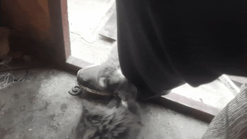 Кошенята рвуться до вас