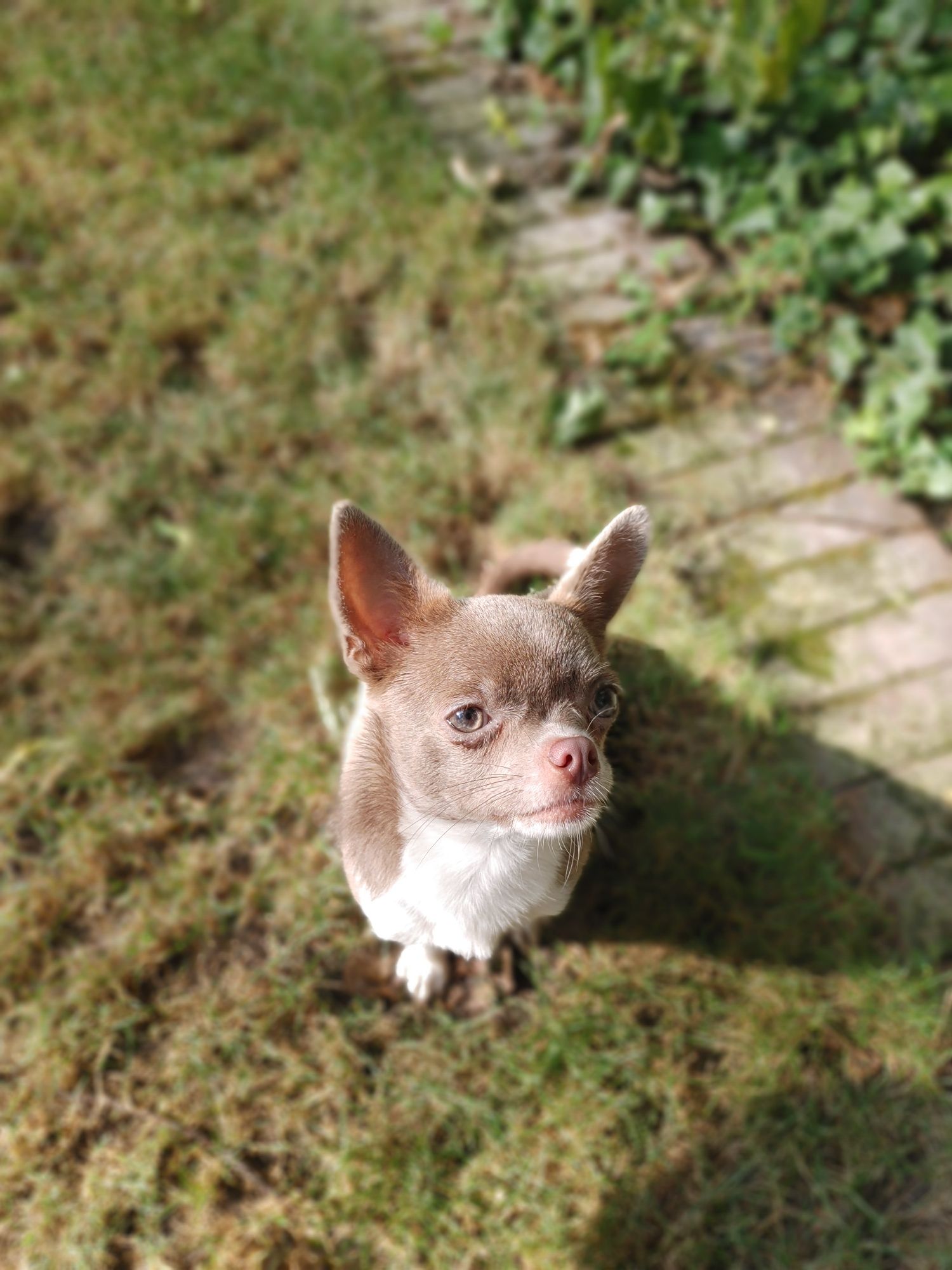Piękna Chihuahua krótkowłosa liliowa