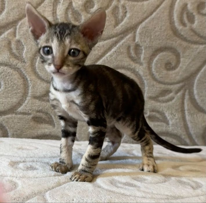 Кошенята Корніш-рекс, породистые котята Корниш-рекс