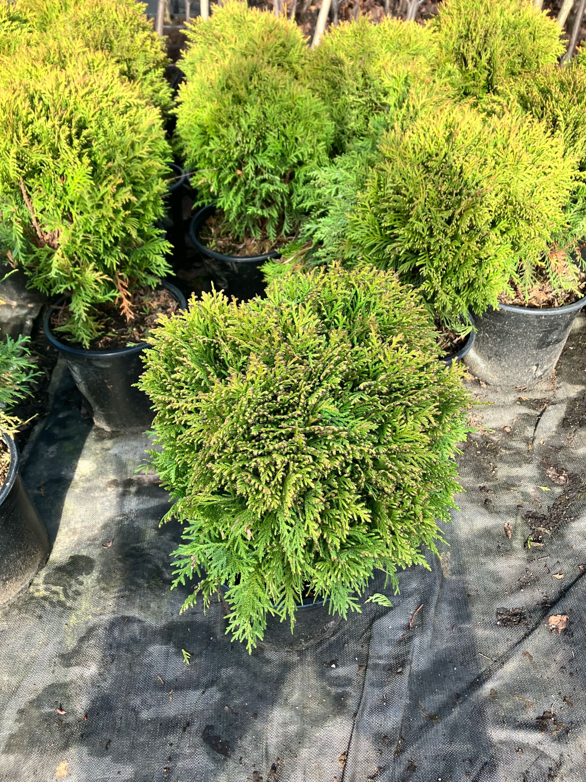 Thuja TUJA   Danica occidentalis