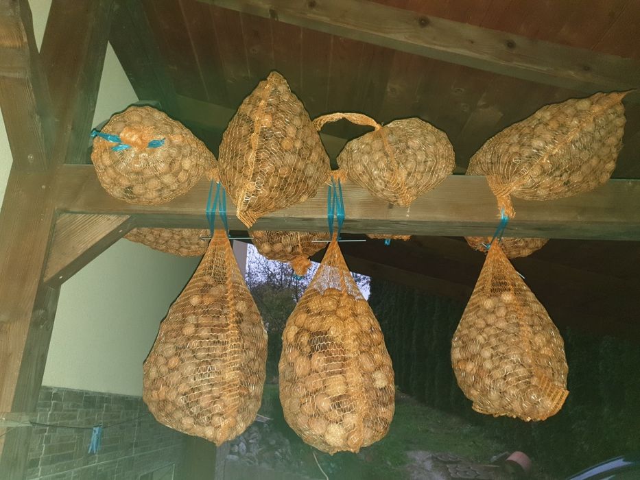 Orzechy włoskie świeże 20 kg