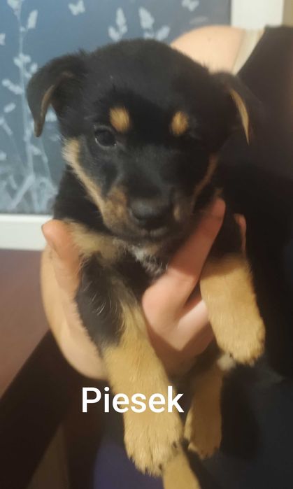 Oddam pieski w dobre rece