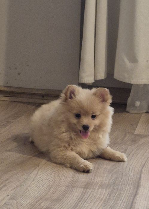 Szpic Mianiaturowy Pomeranian suczki