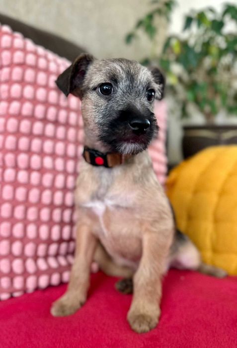 Wega - mała psia dziewczynka do adopcji!