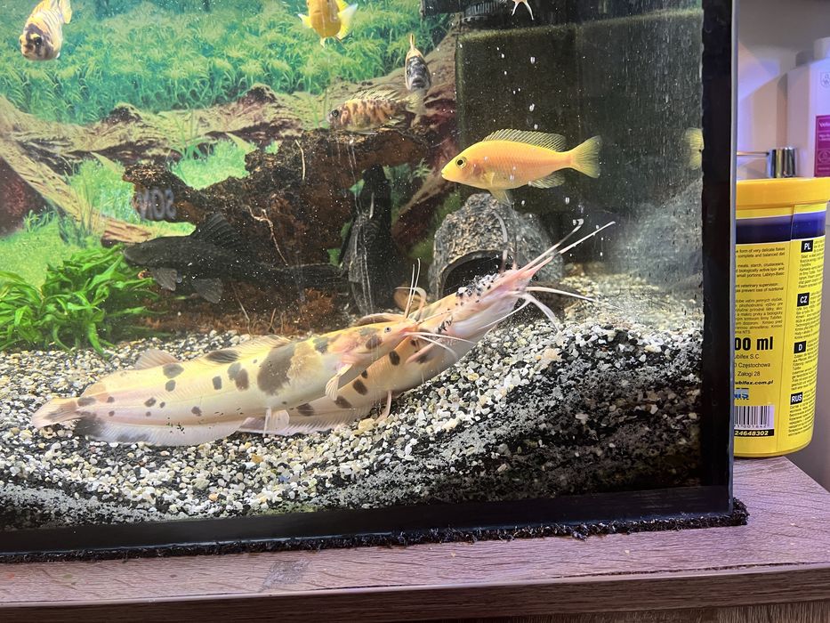 Sumy  - 25/30 cm. Oddam