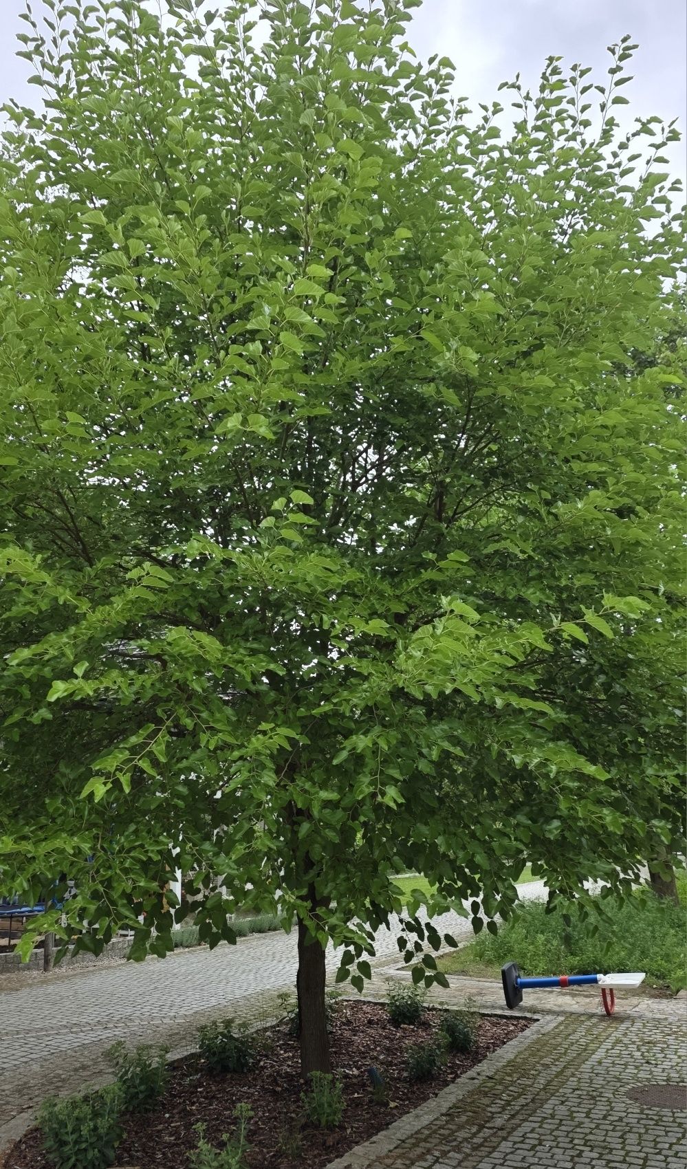 Morwa biała i czarna. Duże drzewo.