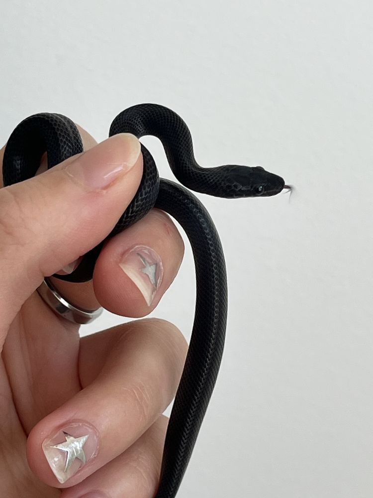 wąż mahoniowy lamprophis boaedon fuliginosus czarny wąż