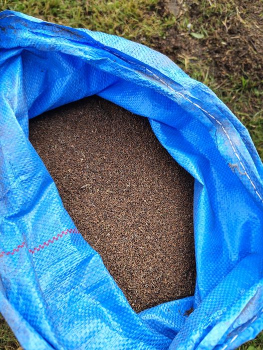 Facelia poplon błękitna