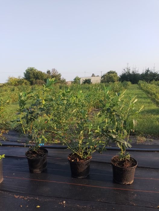 Producent Borówka Amerykańska donica 5l