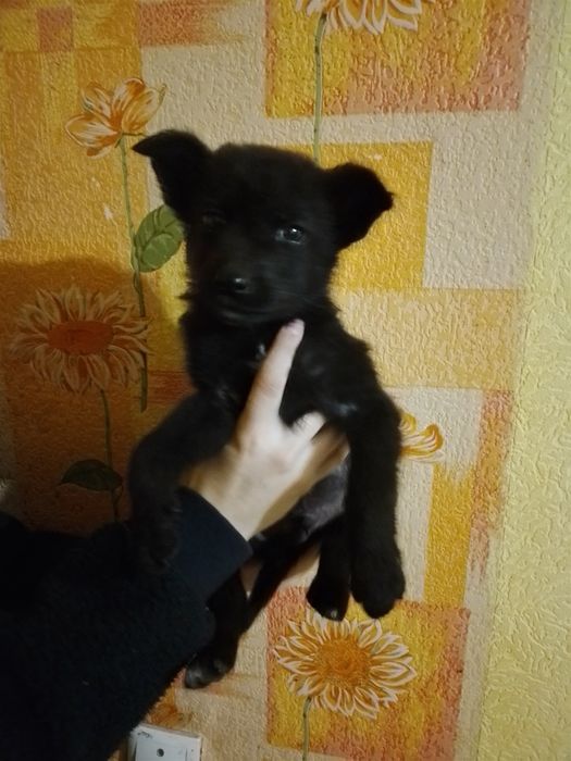 Отдам собаку мальчика